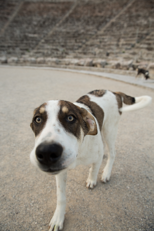 Epidavros puppy dog close up