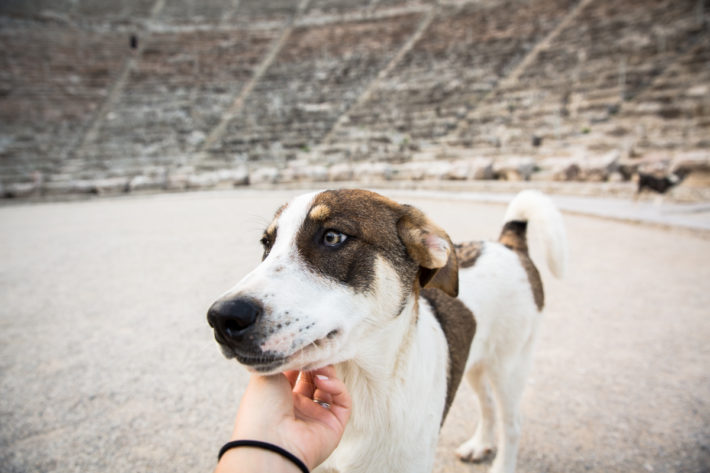 Epidavros puppy chin scratches