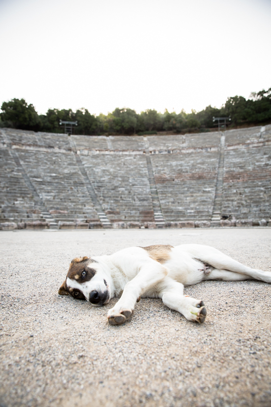 Epidavros greek puppy enjoying the ruins
