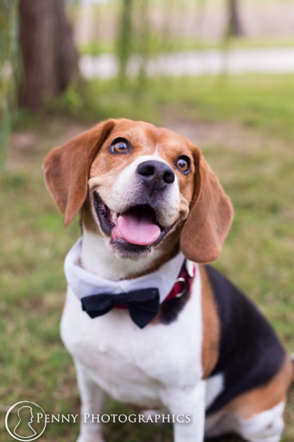 Dapper beagle dog in a bow tie