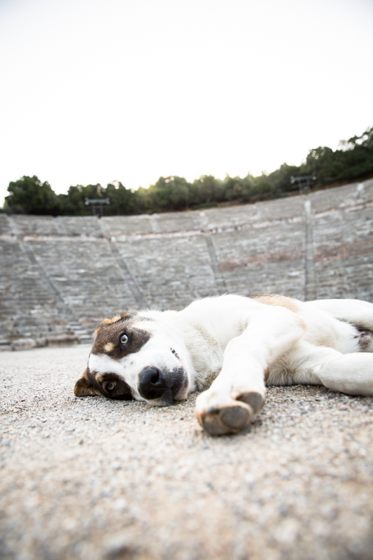 Epidavros greek puppy in ruins