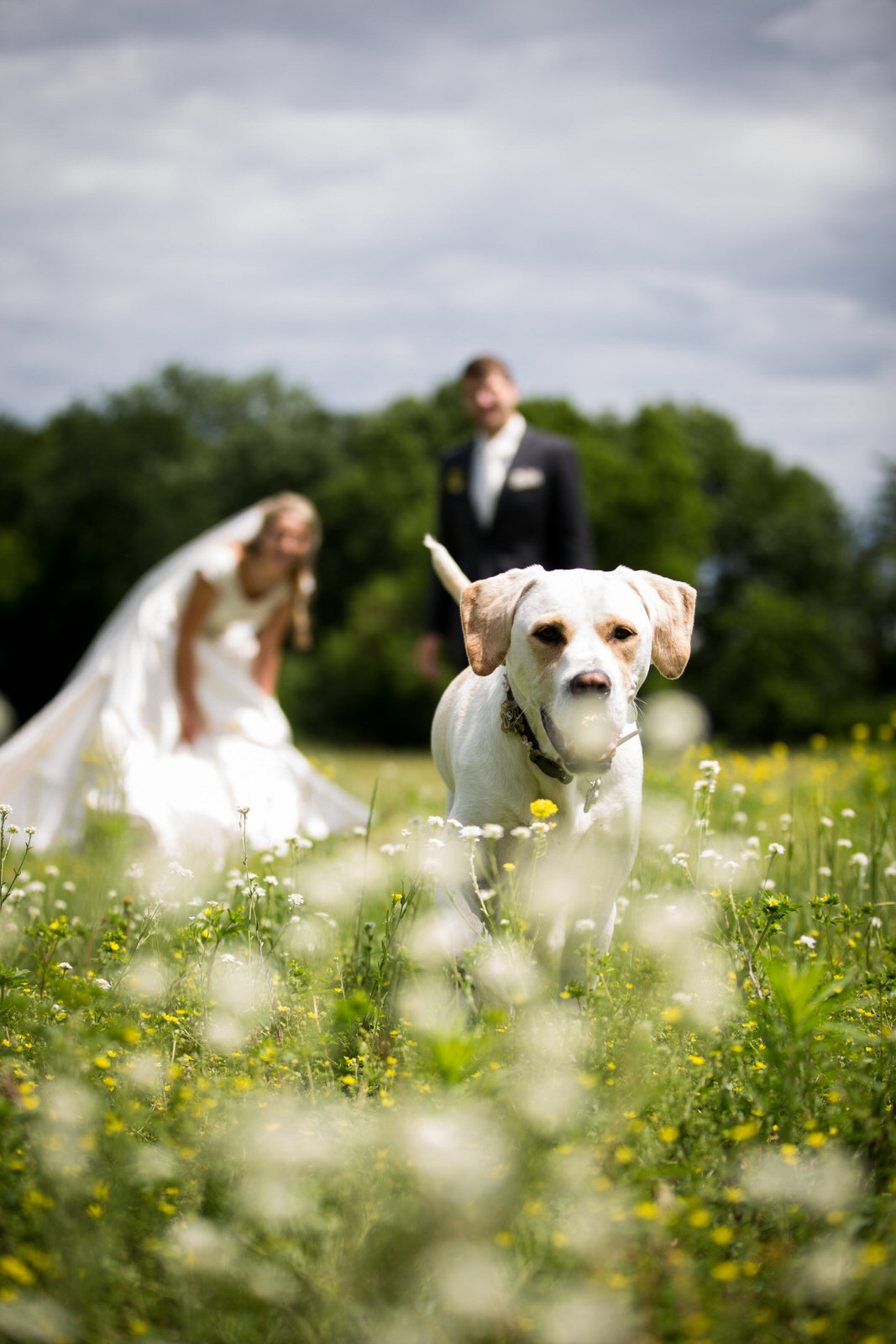 Dogs in Weddings | Penny Photographics