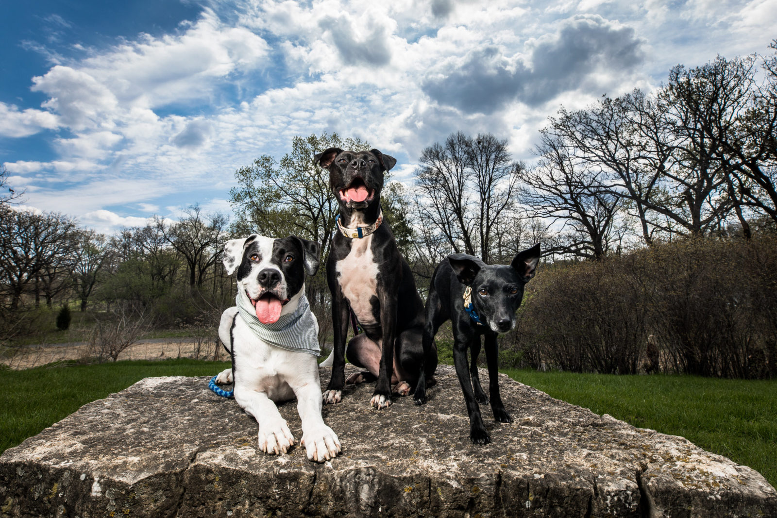 3 dogs on rock dogs in your engagement session