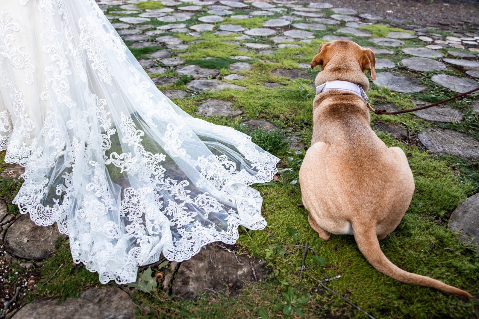 dog and dress Brule River Barn Wedding