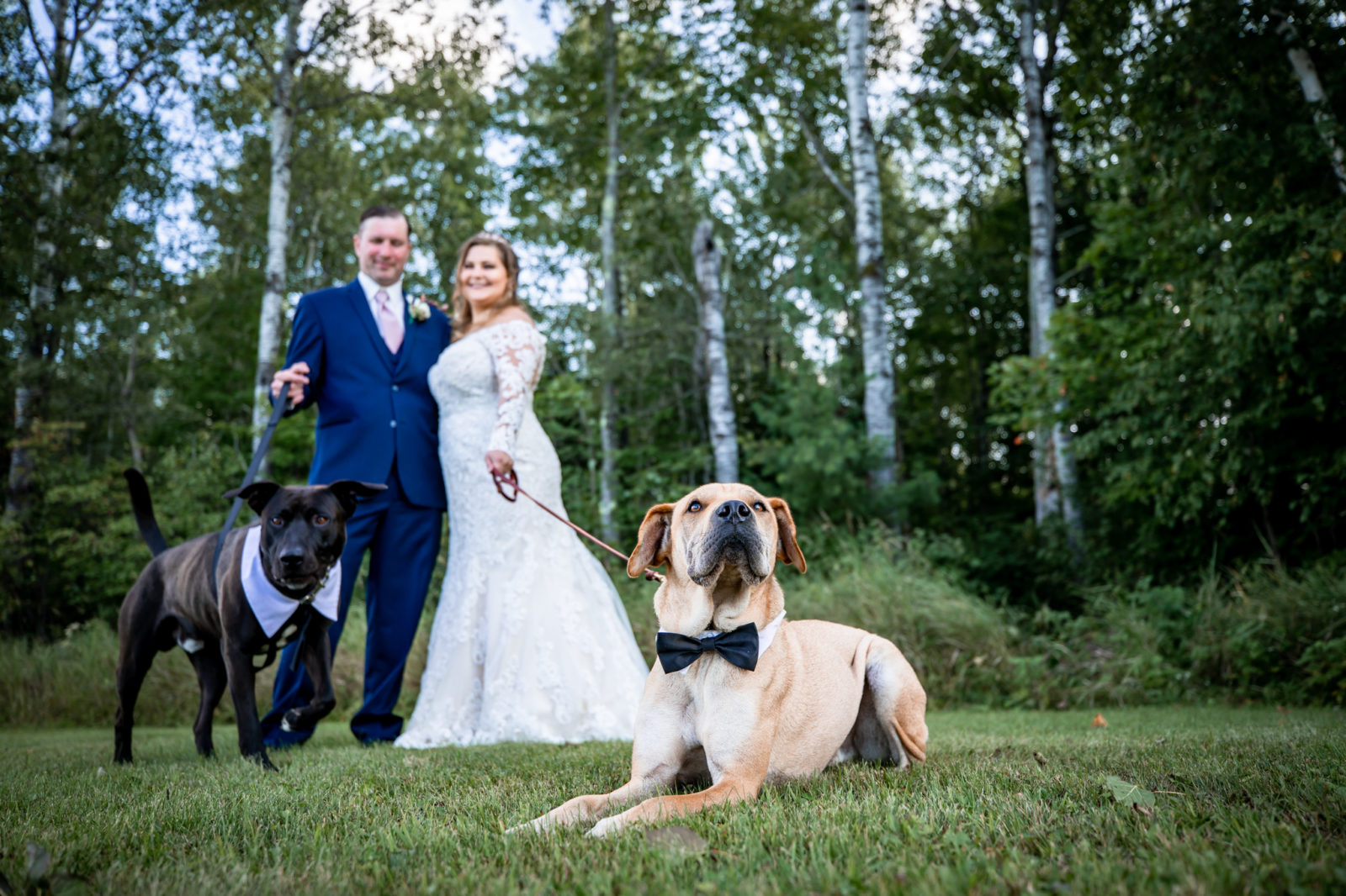 couple portrait with dogs Brule River Barn Wedding