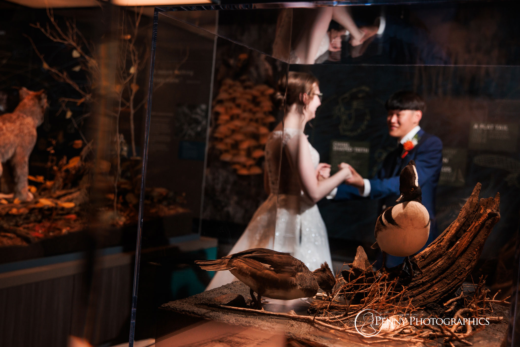 A Bell museum exhibit of ducks with a bride and groom in the background.
